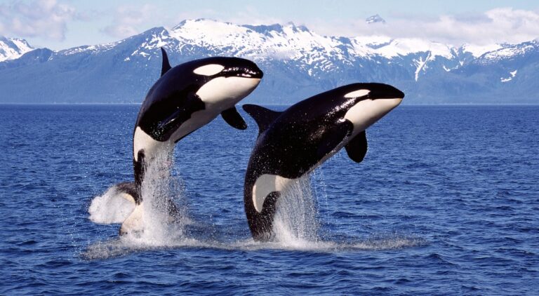 killer whale orcinus orca, pair leaping, canada
